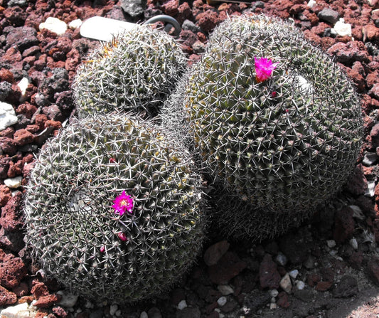 Mammillaria Mystax Decorative Powder Puff Cactus Seeds