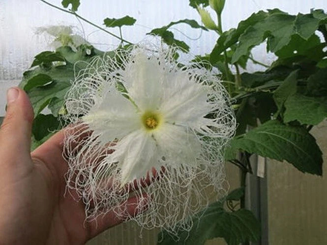 Chinese Cucumber Trichosanthes Kirilowii Climbing Herb Seeds