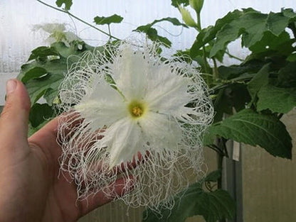 Chinese Cucumber Trichosanthes Kirilowii Climbing Herb Seeds