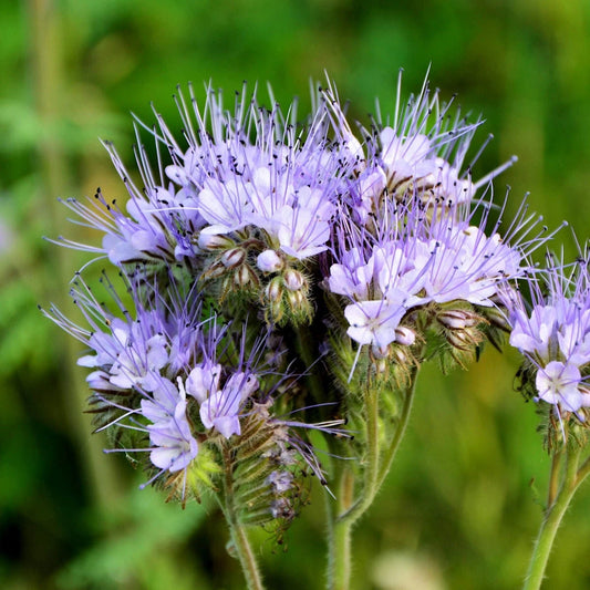 Lacy Phacelia Colorful Wildflower Seeds