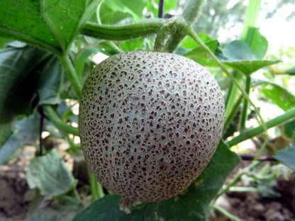 Brown Netted Cucumber – Heirloom Vegetable Garden Seeds