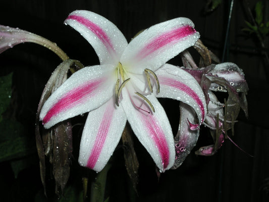 Crinum Lily Veracruz Small-size Bulb - Flower Seeds