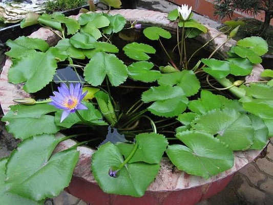 Nymphaea Nouchali Fragrant Blue Water Lily Aquatic Seeds