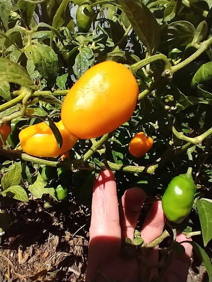 Mix De Rocoto – Mixed Vegetable Seeds