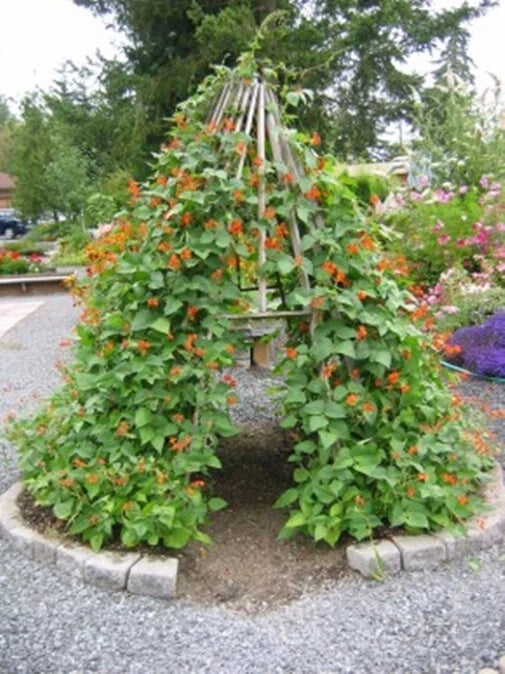 Phaseolus Coccineus Scarlet Emperor Runner Bean Vine – Flower Seeds – Product Image