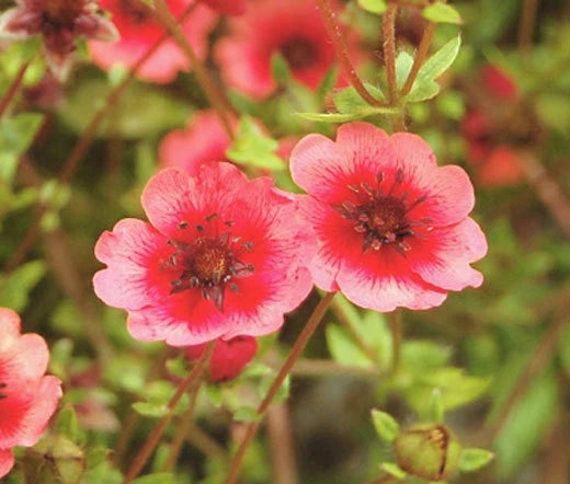 Cinquefoil Miss Willmott Potentilla Nepalensis – Colorful Garden Flower Seeds