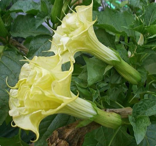Datura Suaveolens Double Golden Queen Fragrant Garden Flower Seeds