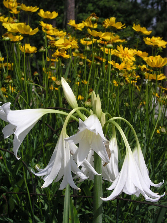 Crinum Lily Hawaiian – Garden Flower Seeds for Planting