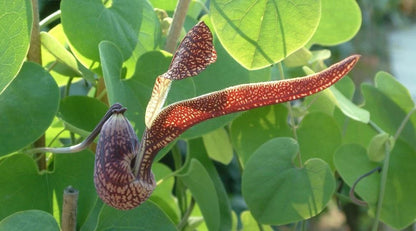 Aristolochia Ringens Seeds Flower Seeds for your garden