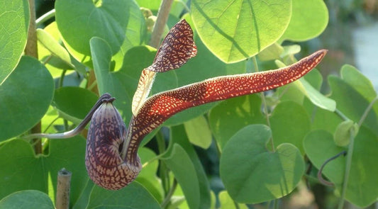 Aristolochia Ringens Seeds Flower Seeds for your garden