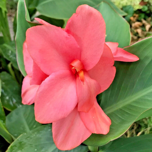 Mango Cannova Canna Perennial Flower Seeds