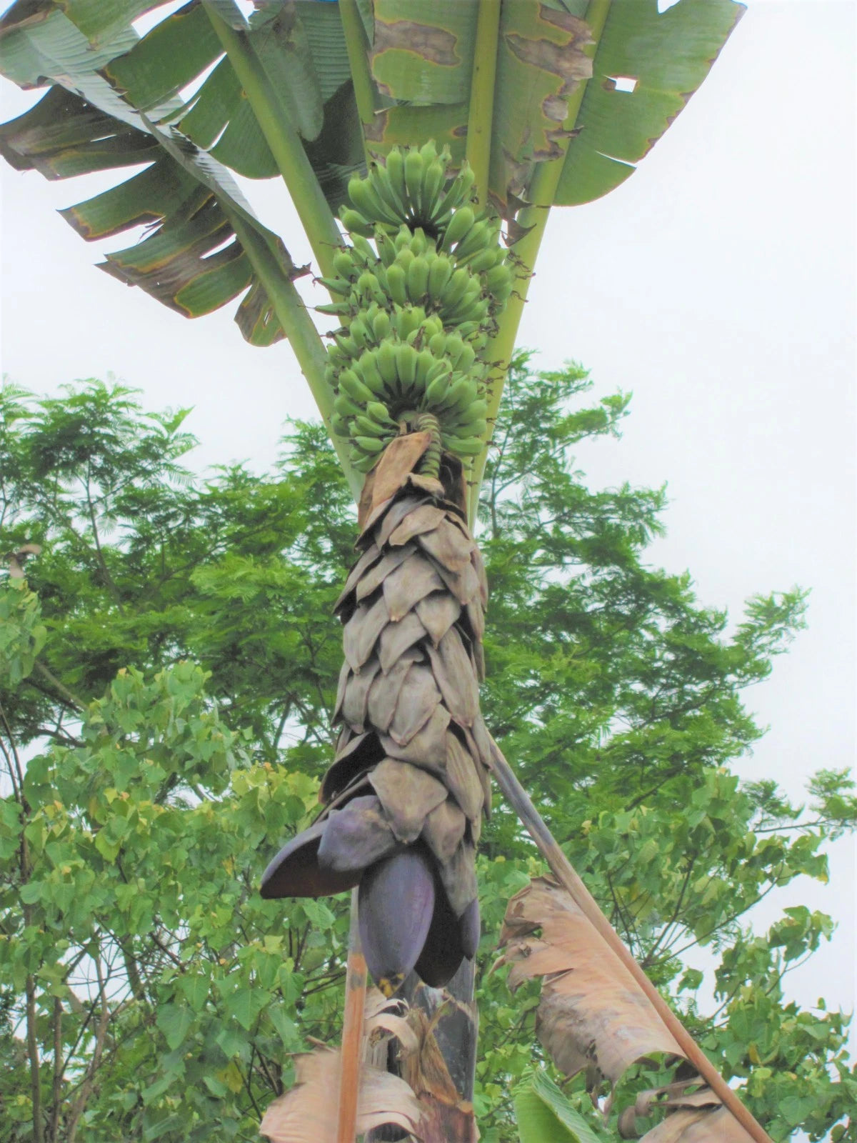 Bhimkol Banana Musa Balbisiana – Fruit Tree Seeds