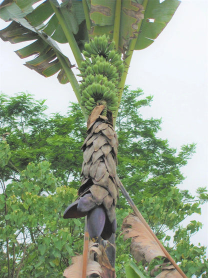 Bhimkol Banana Musa Balbisiana – Fruit Tree Seeds