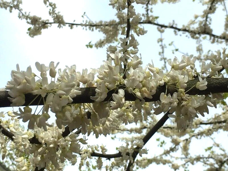 Alba Redbud Cercis Chinensis – Flowering Tree Seeds