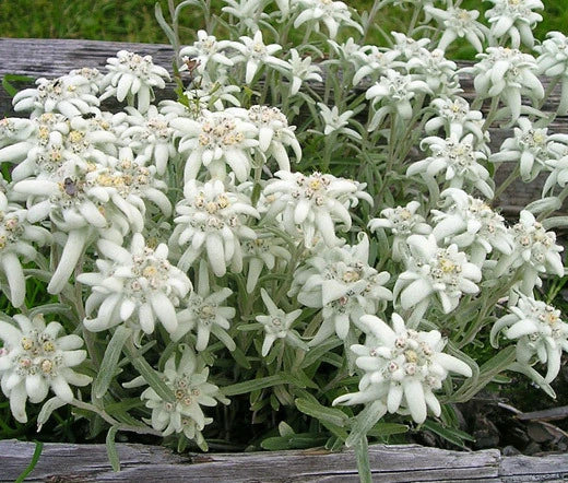 Edelweiss Leontopodium Alpinum – Hardy Alpine Flower Seeds