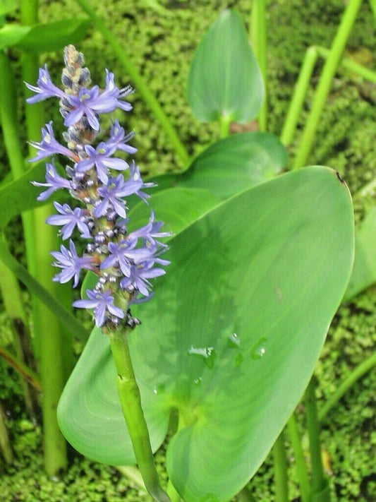 Purple Pickerel Rush Pontederia Cordata Aquatic Flower Seeds