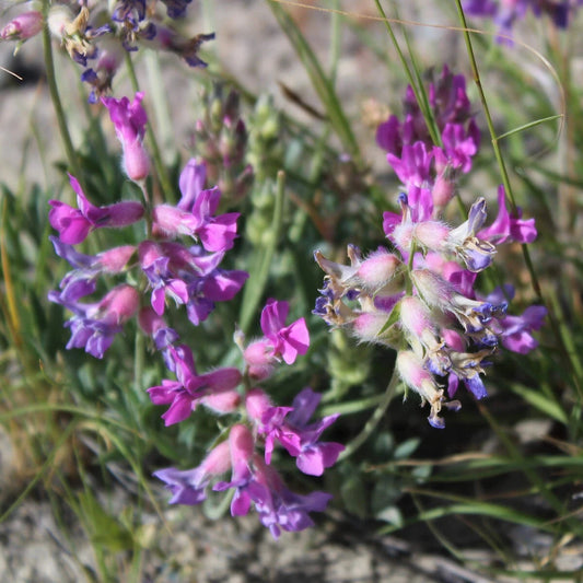 Purple Locoweed – Hardy Wildflower Garden Seeds