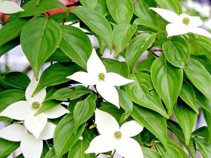 Korean Kousa Dogwood Cornus Kousa – Ornamental Tree Seeds