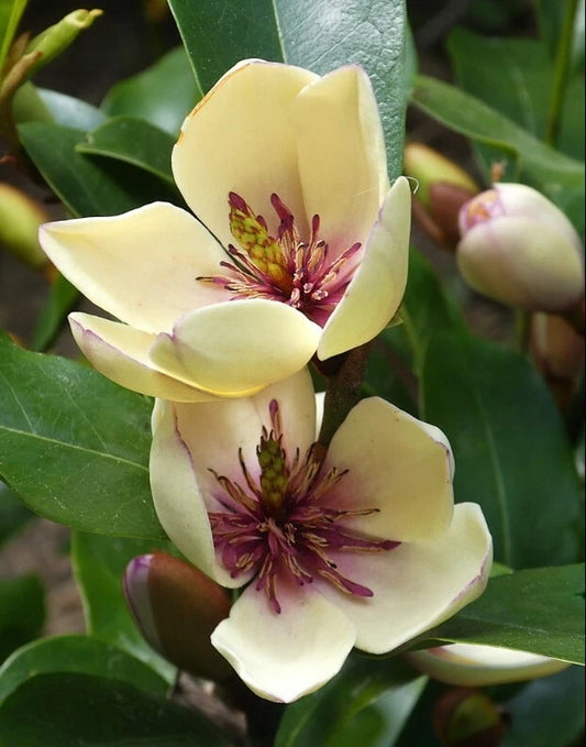 Banana Magnolia Magnolia Figo Fragrant Flowering Shrub Seeds