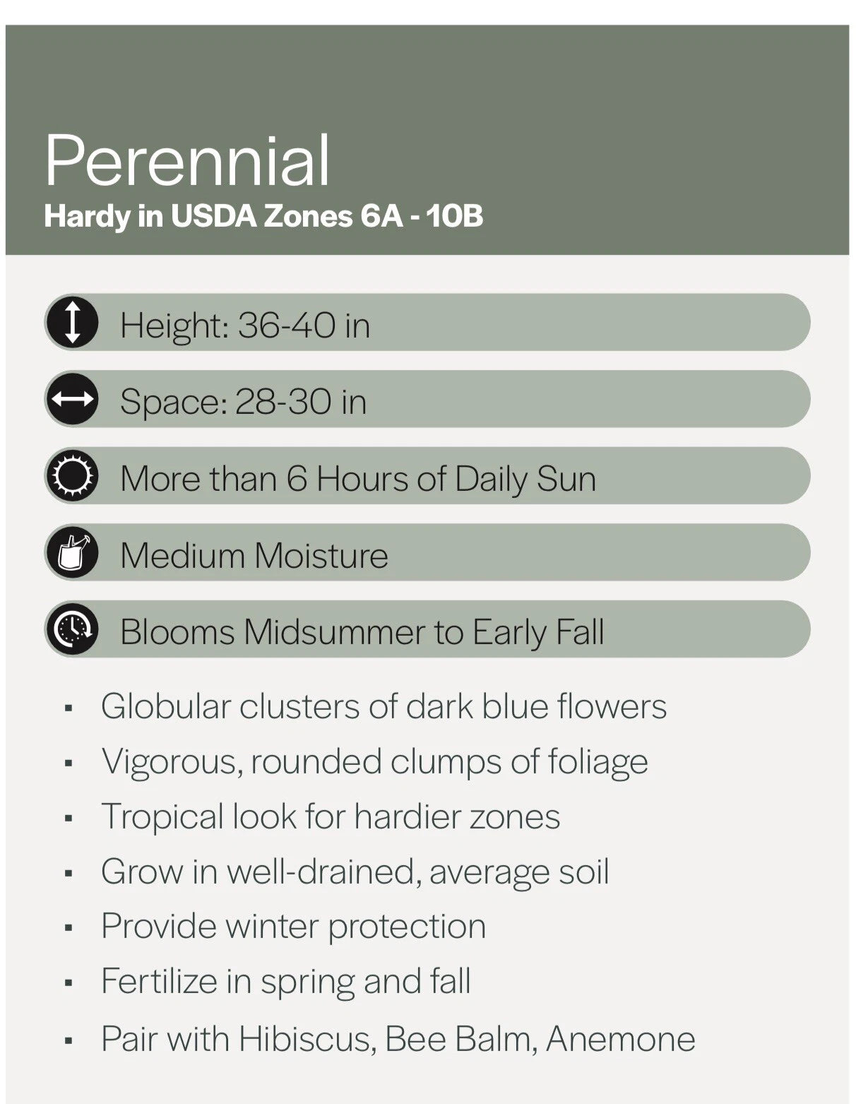 Agapanthus Lily of the Nile – Hardy Perennial Flower Seeds