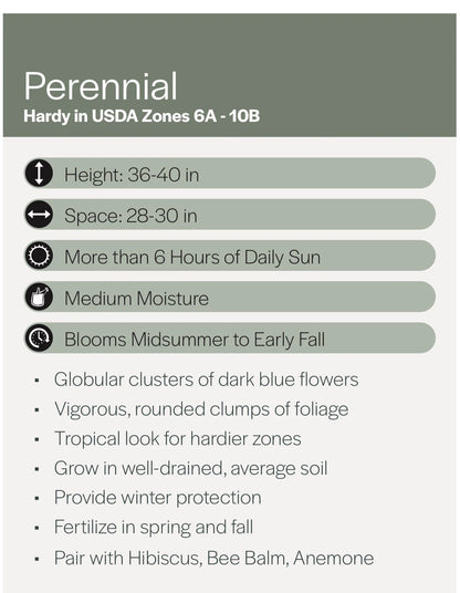 Agapanthus Lily of the Nile – Hardy Perennial Flower Seeds