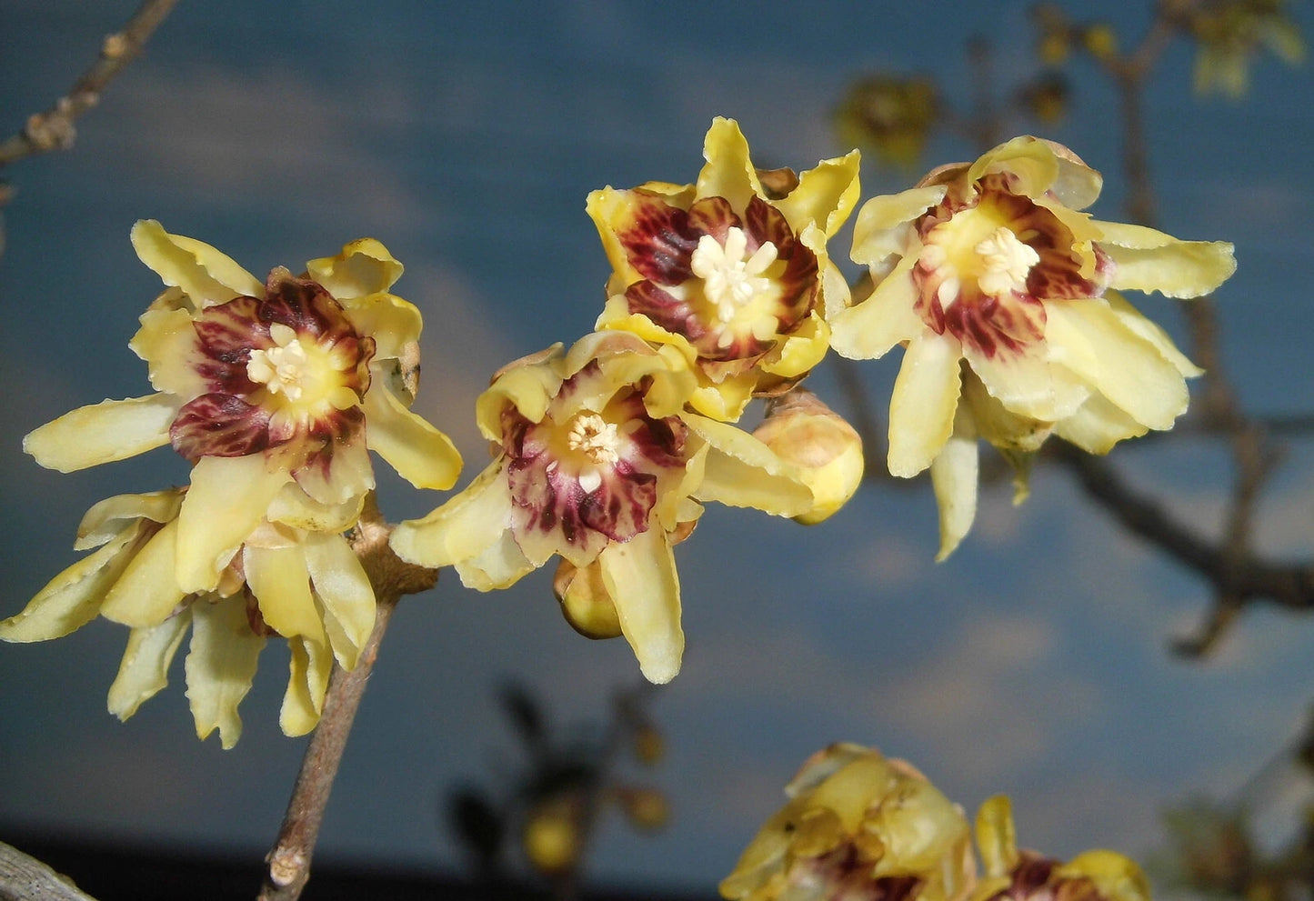 Wintersweet Chimonanthus Praecox – Fragrant Hardy Shrub Flower Seeds