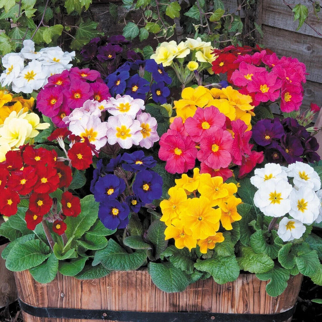 Primrose Primula Acaulis – Perennial Garden Flower Seeds