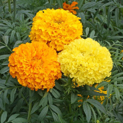 Crackerjack African Marigold – Colorful Garden Flower Seeds