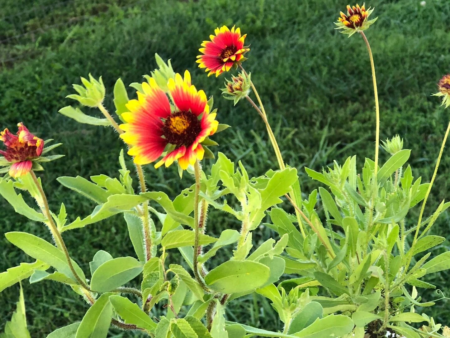 Arizona Sun Blanket Flower Gaillardia Aristata – Colorful Wildflower Seeds