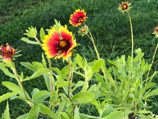 Arizona Sun Blanket Flower Gaillardia Aristata – Colorful Wildflower Seeds