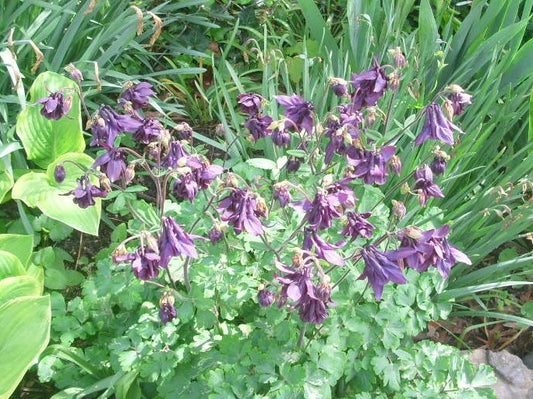 Purple Columbine Aquilegia Colorful Perennial Flower Seeds