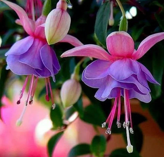 Bag Fuchsia Seeds Potted Flowers Seeds - Garden Flower Seeds