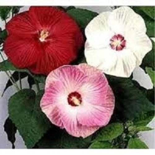 Mixed Colors Dinnerplate – Colorful, Mixed, Perennial Flower Seeds for Planting