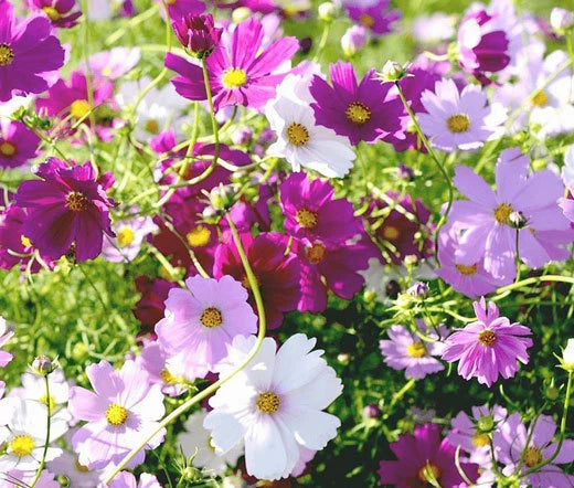 Cosmos Cosmos Bipinnatus – Sensation Mixed Color Flower Seeds