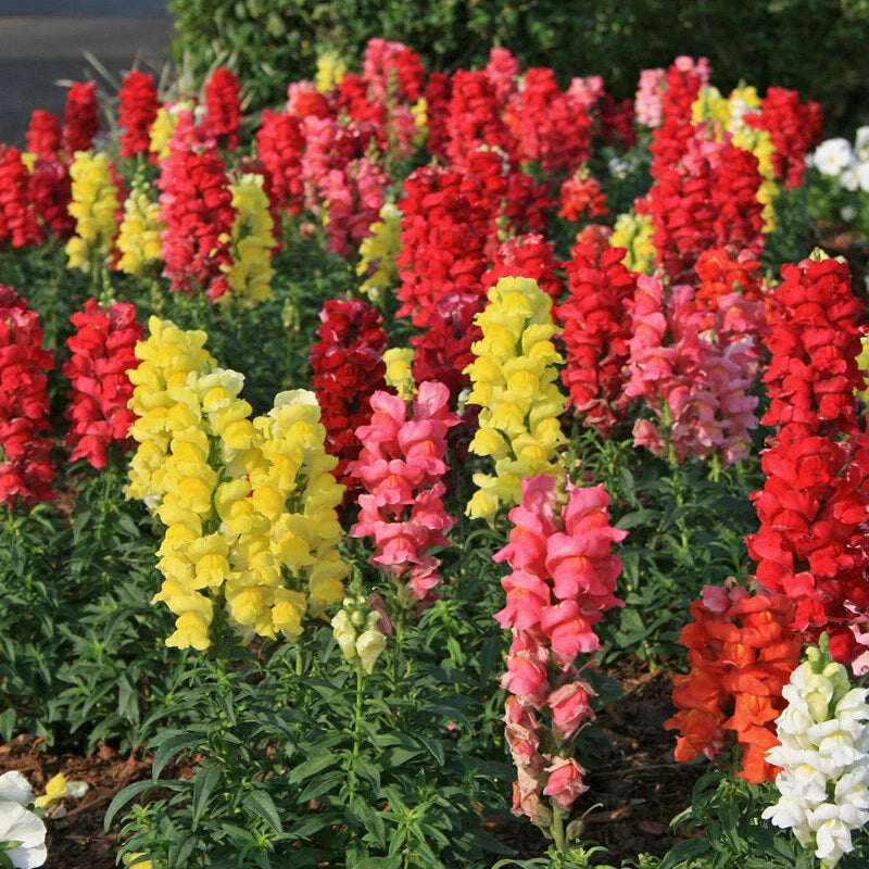 Antirrhinum Majus Maximum Mix Perennial Snapdragon Flower Seeds