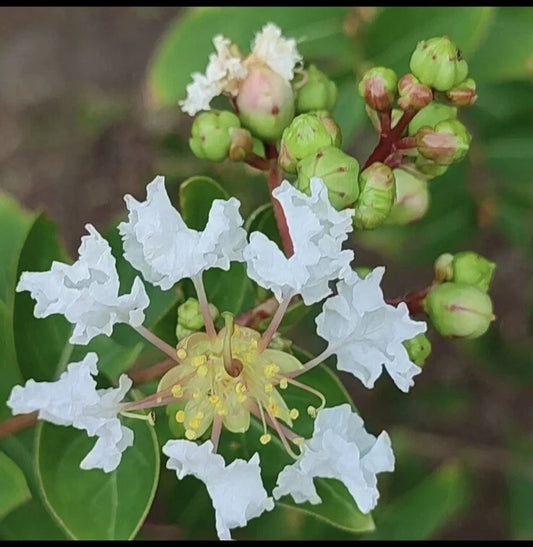 Crape Myrtle Lagerstroemia Indica – Colorful Garden Flower Seeds