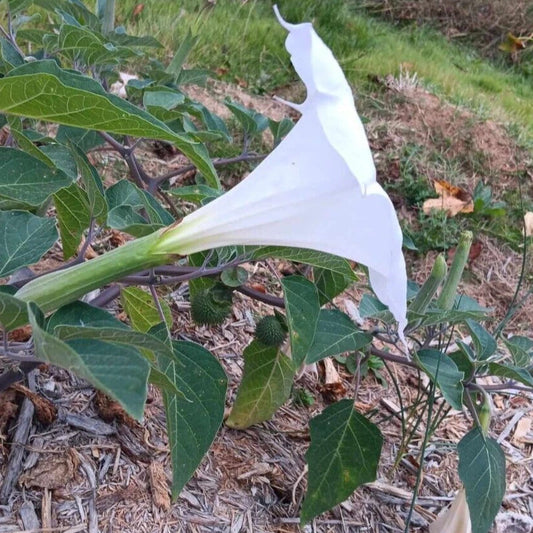 Moonflower Datura – Fragrant White Night-Blooming Flower Seeds