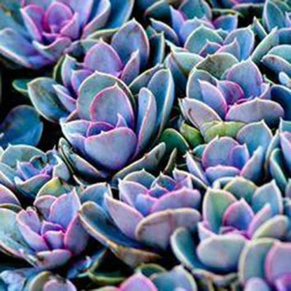 Japanese Succulents – Garden Flower Seeds