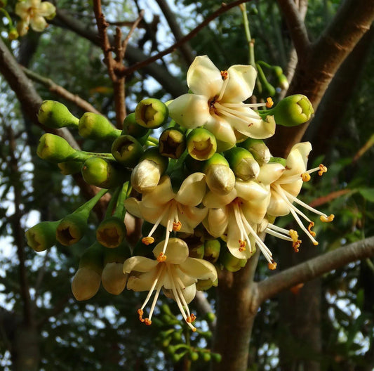 Kapok Silk Cotton Ceiba Pentandra – Large Bonsai Tree Seeds