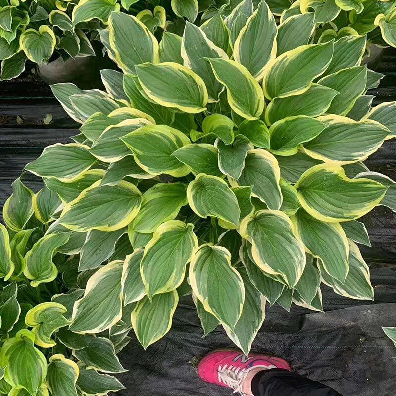 Hosta Seed Hosta – Garden Flower Seeds