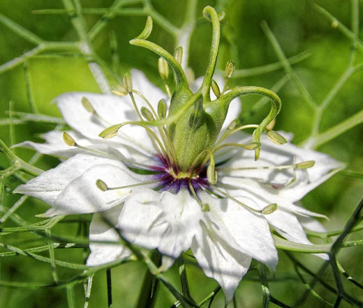 Love in a Mist Jewels Mix Nigella Damascena – Colorful Garden Flower Seeds