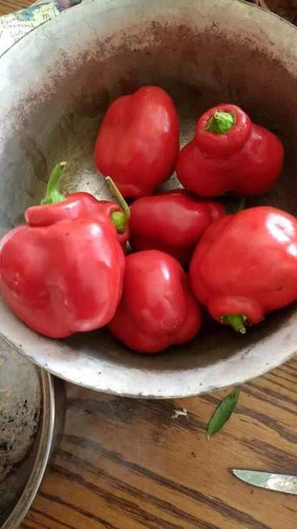 Red Manzano Pepper – Hot Garden Vegetable Seeds