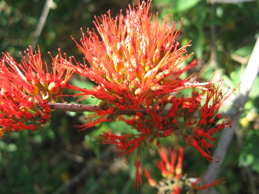 Combretum Microphyllum Flame Creeper Climbing Shrub Seeds