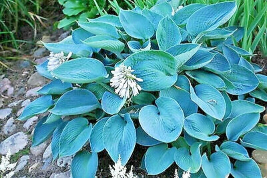 Hosta Sieboldiana Elegans Hardy Blue Green Perennial Flower Seeds
