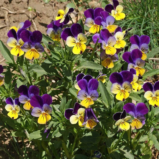 Helen Mount Johnny Jump Up – Hardy Wildflower Garden Seeds