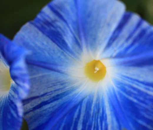 Morning Glory Flying Saucers Ipomoea Tricolor – Climbing Garden Flower Seeds
