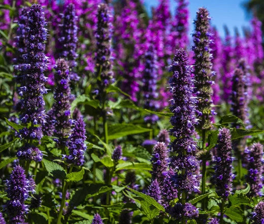 Korean Mint Agastache Rugosa – Fragrant Herb Seeds for Garden