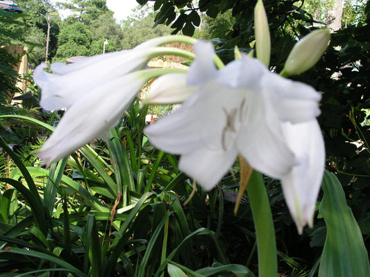 Crinum Lily White Prince Medium-Size Bulb