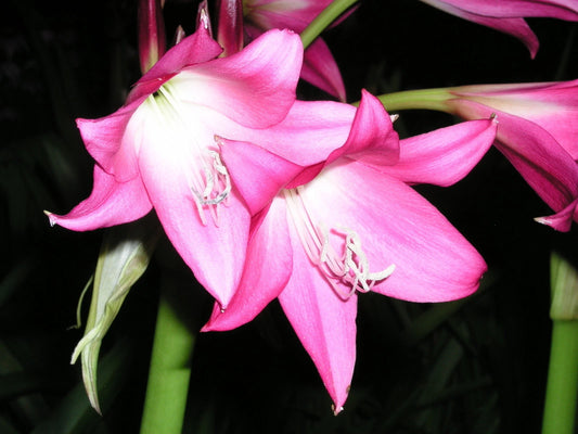 Crinum Lily Elizabeth – Garden Flower Seeds for Planting