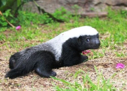 Honey Badger Manzano Rocoto Chili Vegetable Garden Seeds